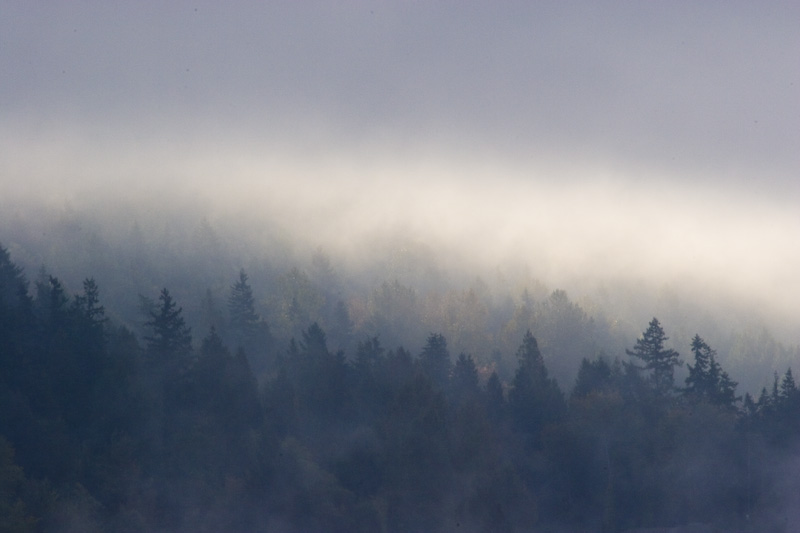 Trees Through Morning Fog